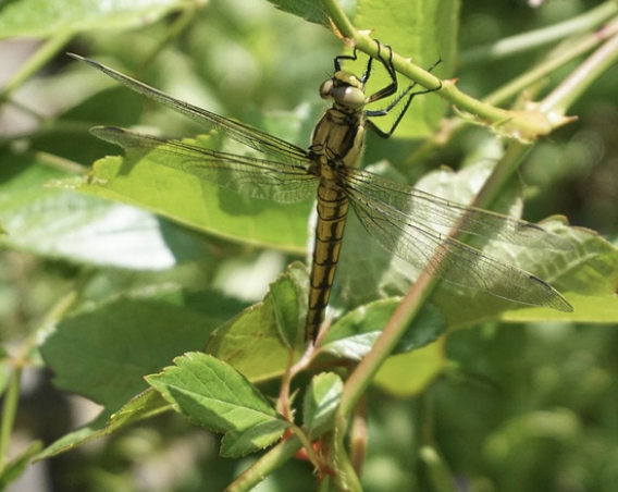 Libellule